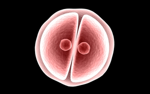 Ученые поддержали генетическую модификацию человеческих эмбрионов