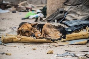 Трогательная история спасения бездомного слепого пса, который долго время жил на свалке