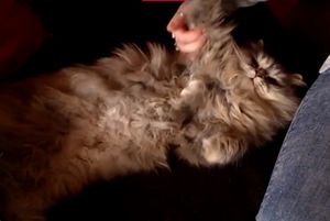 Немецкие волонтеры спасли больную лейкозом кошку из России