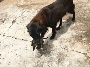 В Бразилии собака рылась на помойке и спасла щенка