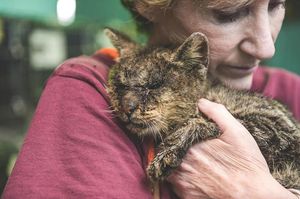 Кот, к которому все боялись даже подходить