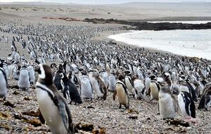 Миллионную колонию пингвинов сейчас можно увидеть на Пунта-Томбо — полуострове Аргентины
