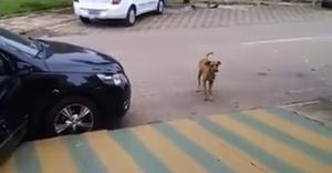 Потрясающее видео весёлой собаки