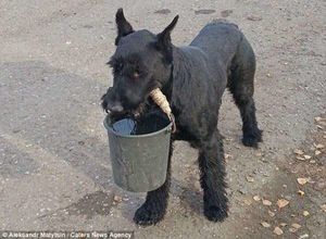 Собака-помогака из Омской области собирает картошку и набирает воду для своего хозяина