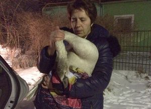 Калининградец спас со льда молодого лебедя
