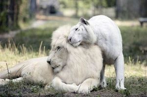 У белого льва и белой тигрицы родились потрясающие детеныши