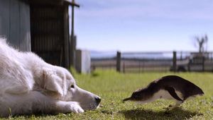 В Австралии умер пес, всю жизнь защищавший пингвинов