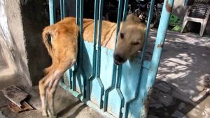 История спасения собаки, которая застряла в заборе