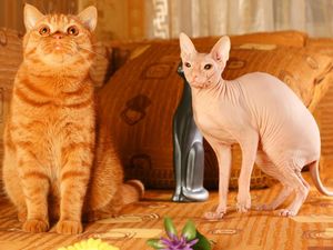 Топ-10: Редкие и необычные породы кошек