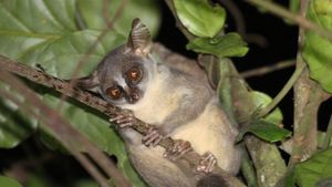 В Африке найден новый вид приматов: ангольский карликовый галаго