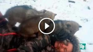 Редкие кадры! Очевидец запечатлел нападение 12 волков на беззащитную девушку!
