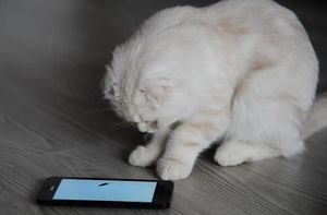 Поставив на телефон приложение для котов, он явно не расчитывал на такой результат
