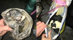 Жительница Петербурга спасла новорождённых щенков, выброшенных на мусорку