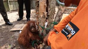 История спасения орангутана, которого привязали к дереву