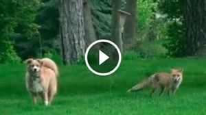 Необычная дружба лисы и собаки