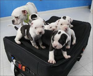 Мужчина выкинул щенков в чемодане, но любящая Мама спасла своих малышей!