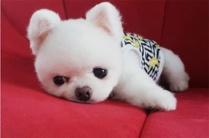Азиатский бум на умилительных собак пришел в Instagram