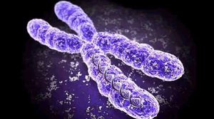 Российские ученые разработали новую технологию выявления хромосомной нестабильности
