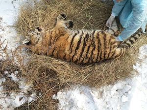 Раненый браконьерами тигренок поправился после операции