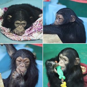 Контрабандным детенышам шимпанзе из зоопарка Новосибирска нужны игрушки