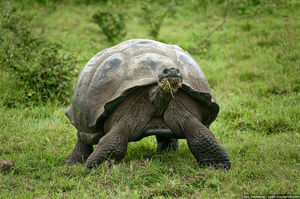 Самец галапагосской черепахи в одиночку спас свой вид от вымирания