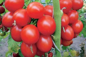 Выращиваем многолетние томаты или спецоперация «Помидор»