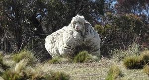 Овца, которая 5 лет назад отбилась от своего стада поразила всех!