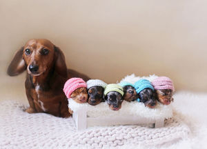Милая такса позирует со своими 6 крошечными малышами.