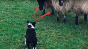 Посмотрите, как проходит первый рабочий день щенка пастушьей овчарки!