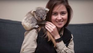 Спасенного малыша коалы принесли домой