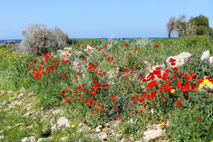 Весна на Кипре / Фото-пост.