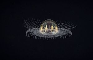 В океане засняли необычную медузу, похожую на космический корабль пришельцев
