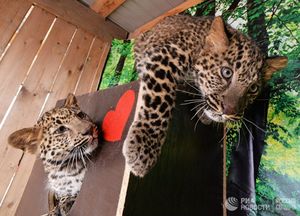 В частный приморский зоопарк привезли двух гибридных детенышей леопарда