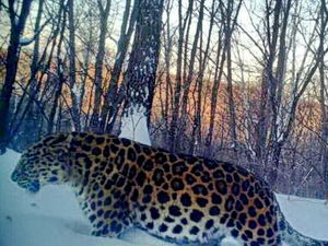 Упитанный самец дальневосточного леопарда поразил специалистов из Китая и России
