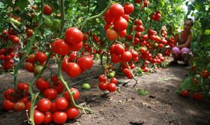 Сорта томатов для теплиц – как выбрать и выращивать самому? + Видео