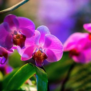 20 фантастических орхидей, цветущих прямо сейчас