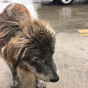 Собака, брошенная под дождем, так была напугана, что боялась даже двигаться