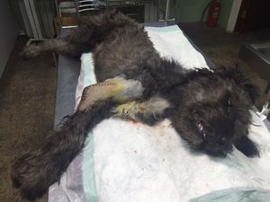 Бездомный пес из Ростова, которого сбила машина, уехал к новой хозяйке в Мюнхен