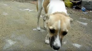 История о том, как бездомная собака учится доверять людям!