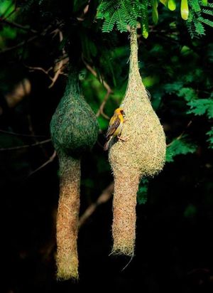 Удивительные гнезда птиц