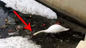 Когда птица умнее некоторых людей: лебедь чистит озеро от мусора в Казани
