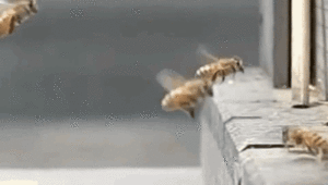 "Ой!" Британские учёные расшифровали сигнал, издаваемых пчелами при столкновении