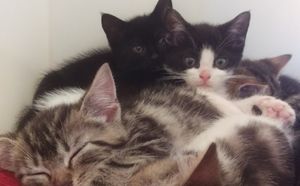 История спасения кошки и котят, которых нашли в чемодане.