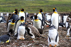 Королевские и Папуанские пингвины!