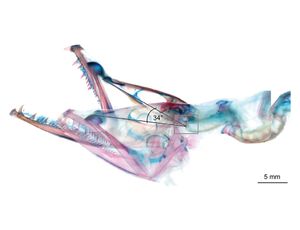 Обнаружены удивительные микро лягушки размером с M&M’S