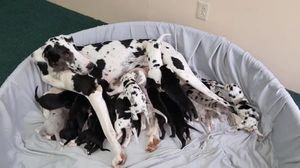 Потрясающий немецкий дог-мама рожает 19 щенков!