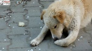 История спасения раненого пса, у которого не было дома!