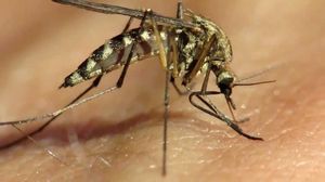 Почему комары не переносят ВИЧ?
