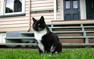 Двойная жизнь хитрого кота… Как усатый жил на два дома!