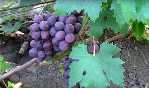 Виноград Подарок Несветая – свойства ягод и выращивание сорта + Видео